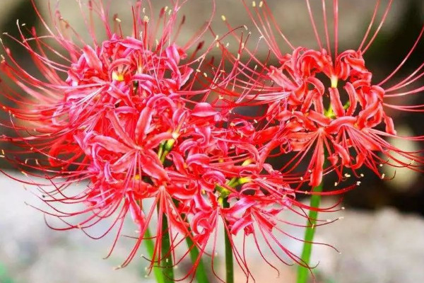 龍爪花和彼岸花一樣嗎