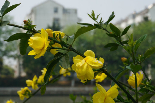 扦插的迎春花多長(zhǎng)時(shí)間能開(kāi)花