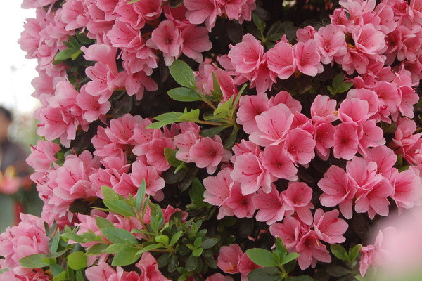 杜鵑花開花時怎樣澆水