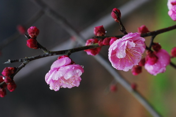 梅花的雅稱