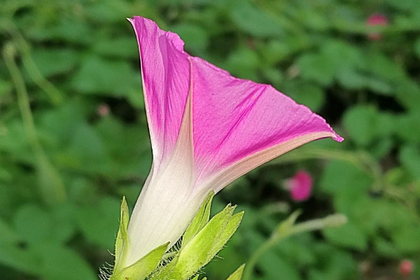 牽牛花如何剪不讓它爬藤