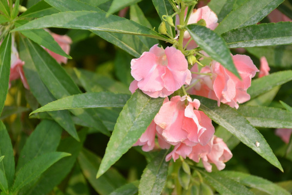 海娜花和鳳仙花的區(qū)別