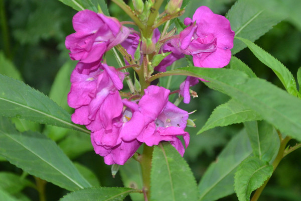 海娜花和鳳仙花的區(qū)別