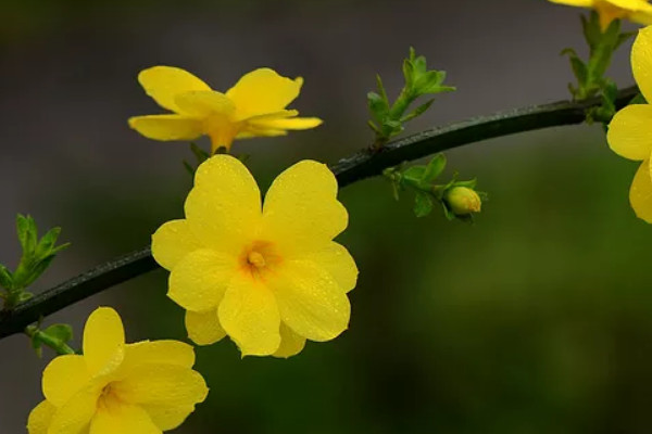 迎春花秋冬季節(jié)的養(yǎng)護(hù)