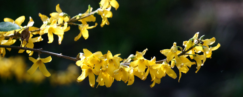 迎春花秋天修剪還發芽嗎