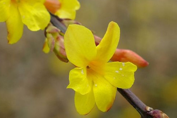 迎春花葉子落了會(huì)死嗎