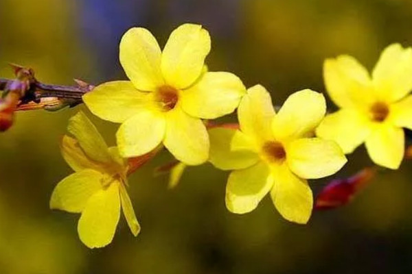 迎春花在室外怎樣過冬