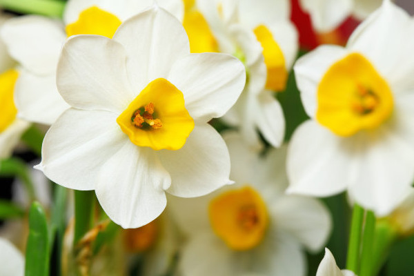 水仙開過花后還能養(yǎng)嗎