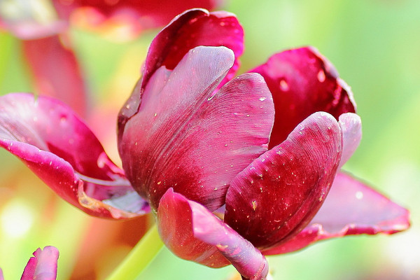 郁金香發(fā)芽后怎么辦