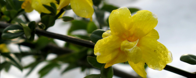 迎春花怎么養開花多