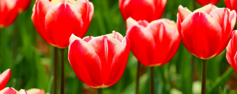 郁金香沒開花有毒嗎