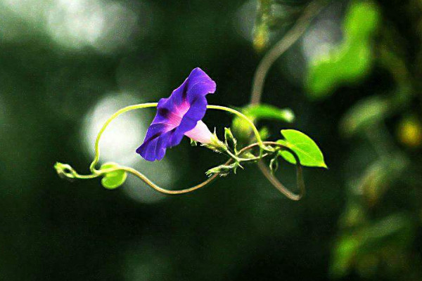 牽牛花冬天開花嗎