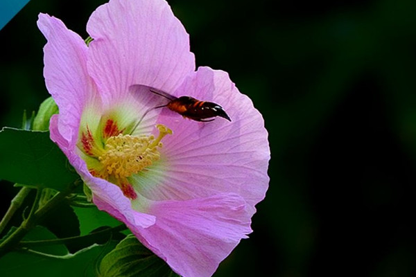 芙蓉花根部是種球嗎