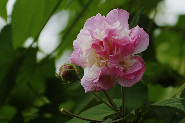 芙蓉花葉片水培的方法