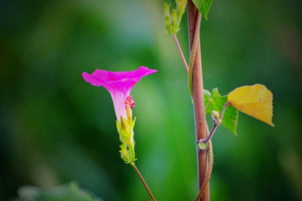 牽牛花有毒么