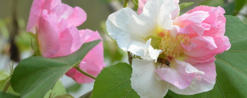 芙蓉花謝了怎么樣修剪