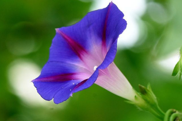 牽牛花不曬太陽會開花嗎