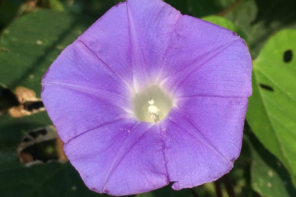 牽牛花是什么植物