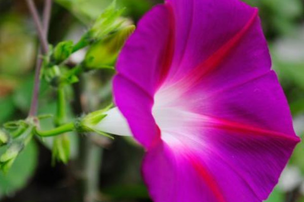 牽牛花種子發芽到開花要多久