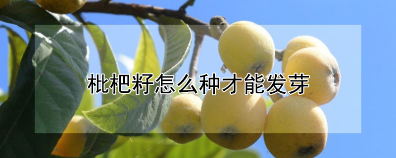 枇杷籽怎么種才能發芽