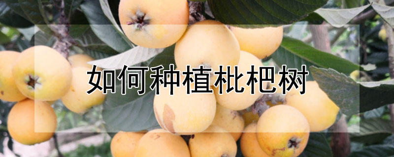 如何種植枇杷樹