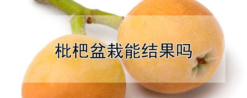 枇杷盆栽能結(jié)果嗎