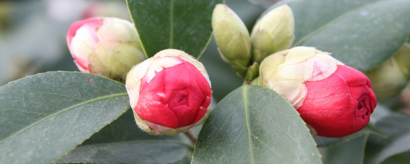 茶花打骨朵不開花原因