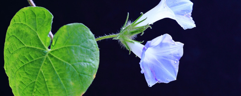 牽牛花的根冬天會死嗎