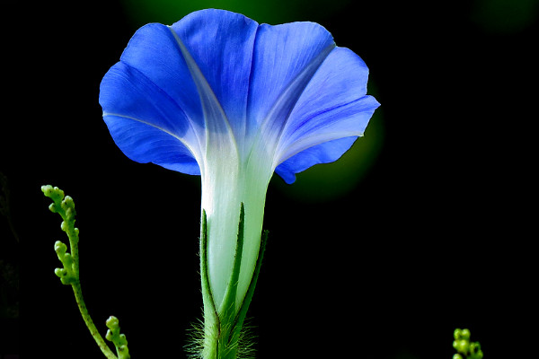 牽牛花的根冬天會死嗎