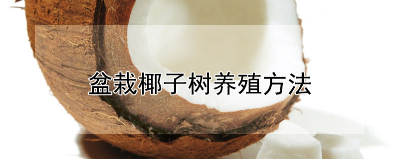 盆栽椰子樹養殖方法