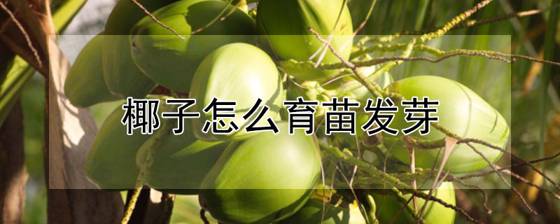 椰子怎么育苗發芽