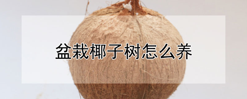 盆栽椰子樹怎么養