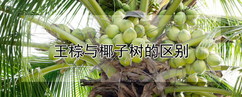 王棕與椰子樹的區(qū)別