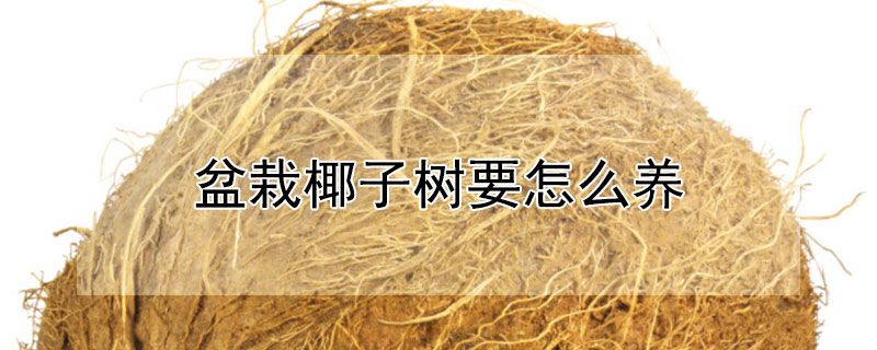 盆栽椰子樹要怎么養(yǎng)