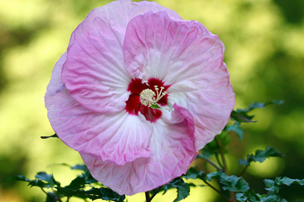 芙蓉花小苗不長怎么回事