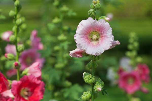 芙蓉花怎么壓新的出來