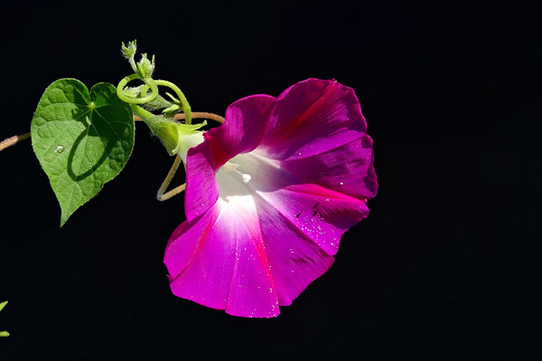 牽牛花是什么季節開的