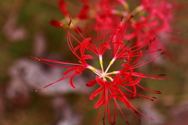 彼岸花春天開花嗎