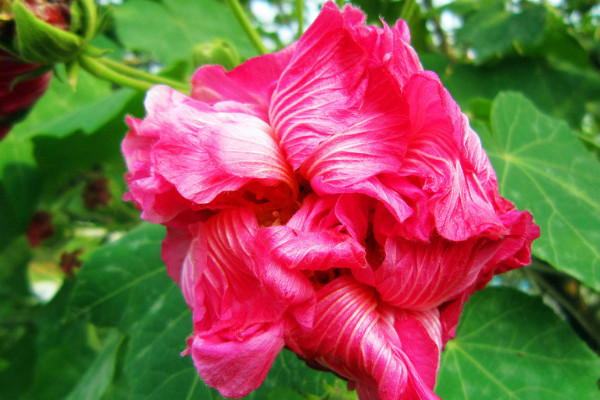 芙蓉花怎樣過冬