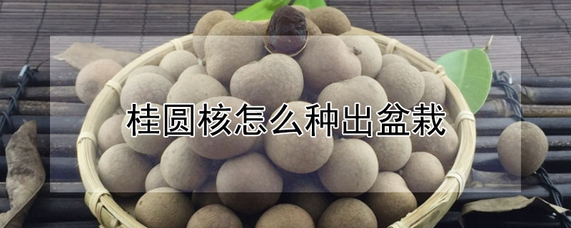 桂圓核怎么種出盆栽