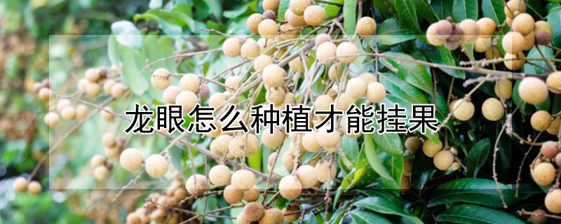 龍眼怎么種植才能掛果