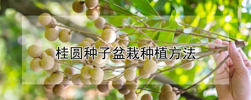 桂圓種子盆栽種植方法