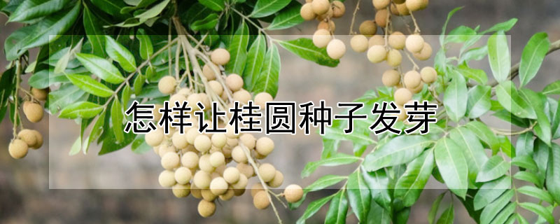 怎樣讓桂圓種子發芽