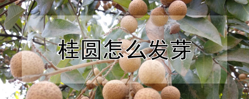 桂圓怎么發芽