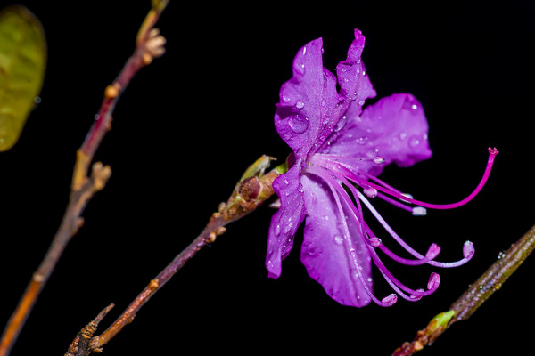 干杜鵑花泡多久能開花