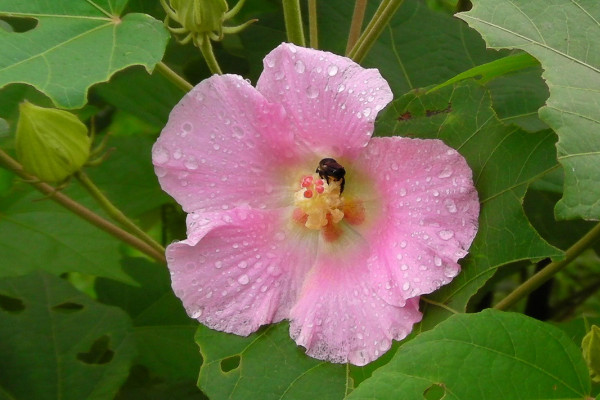 芙蓉花花期可以施肥嗎