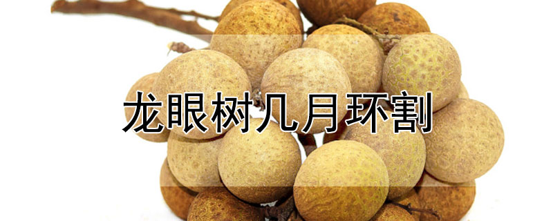 龍眼樹(shù)幾月環(huán)割