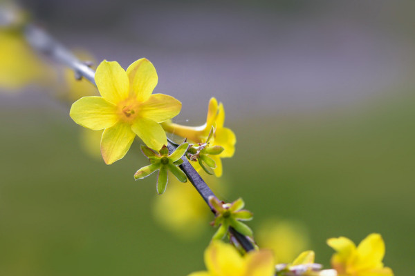 迎春花枝條干枯什么病