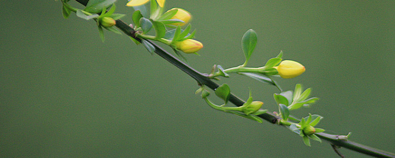 迎春花什么時候移栽