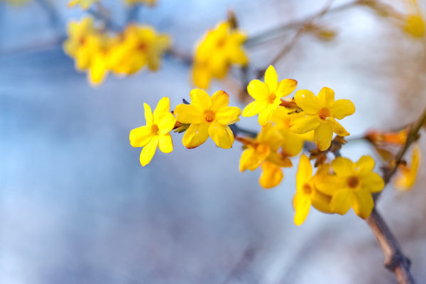 迎春花什么時候移栽